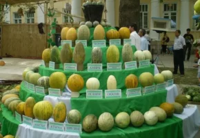 Виставка динь на ярмарку в Самарканді