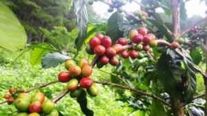 Листя і плоди кавового дерева.