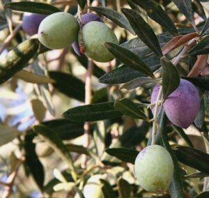 Плоди оливного дерева