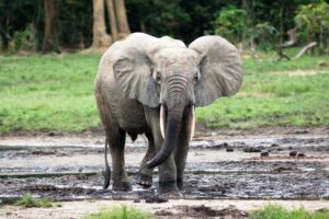 Африканський лісовий слон.