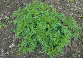 Кропива коноплева (Urtica cannabina)