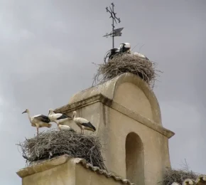 Колонія білих лелек
