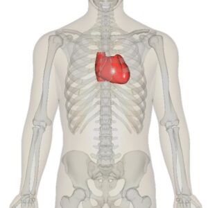 Положення серця в тілі людини.