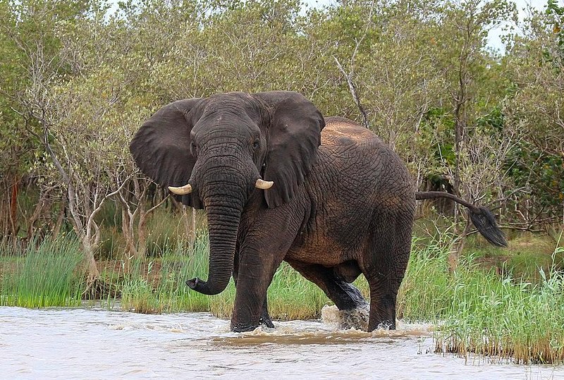 Африканський саванний слон