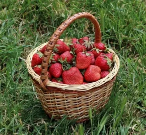 Полуниці садові у кошику