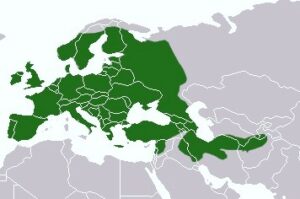 Поширення борсука європейського.