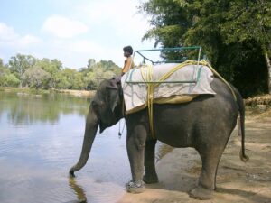 Робочий азійський слон в Індії.