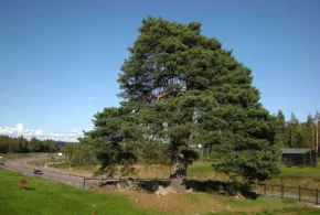 Сосна звичайна (Pinus sylvestris)