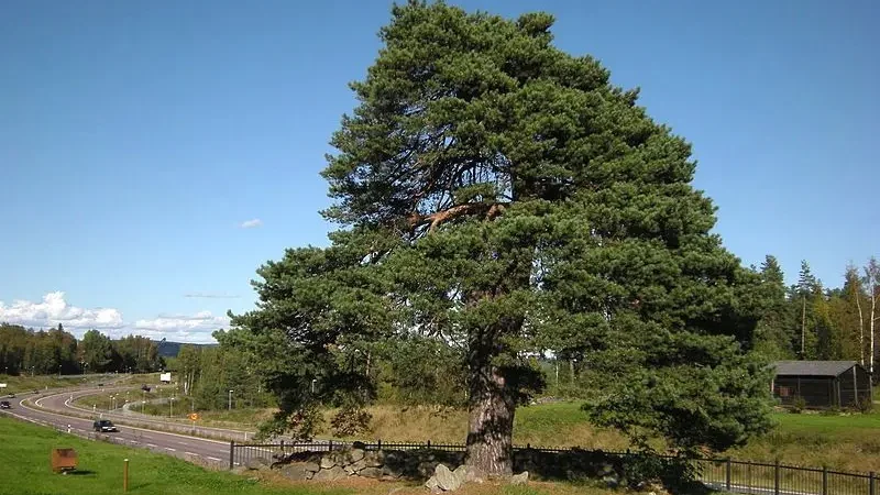 Сосна звичайна (Pinus sylvestris)