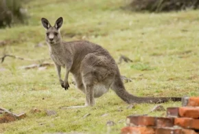 Самка східного сірого кенгуру (Macropus giganteus)