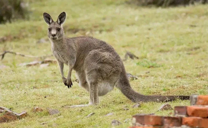 Самка східного сірого кенгуру (Macropus giganteus)