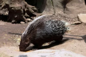 Дикобраз чубатий (Hystrix cristata)
