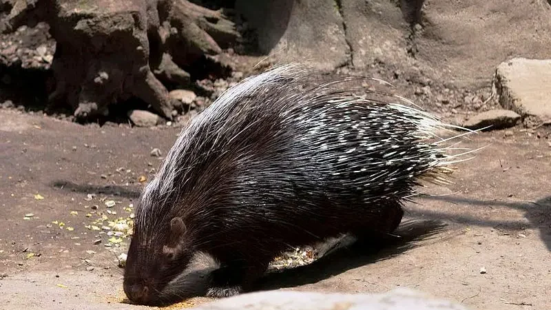 Дикобраз чубатий (Hystrix cristata)