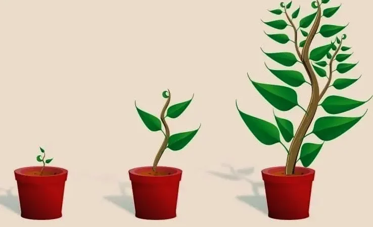 Стебло будь-якої рослини зазвичай росте вгору