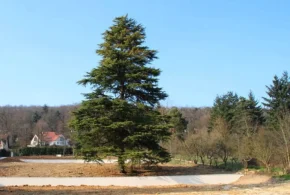 Кедр гімалайський