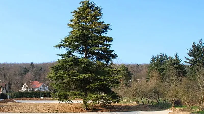 Кедр гімалайський