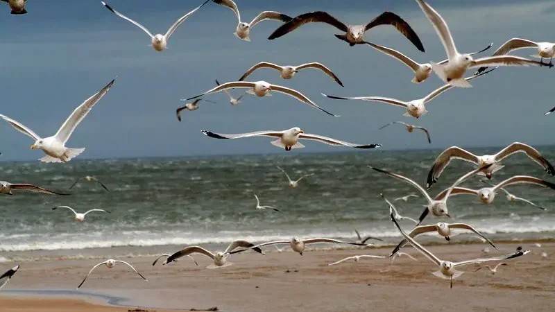 Зграя птахів