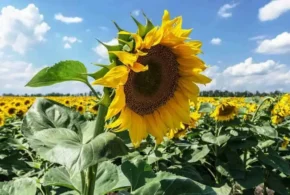 Соняшник однорічний або олійний (Helianthus annuus)
