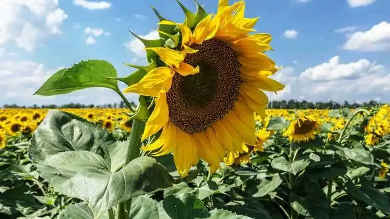 Соняшник однорічний або олійний (Helianthus annuus)