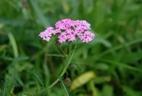 Деревій звичайний фіолетовий