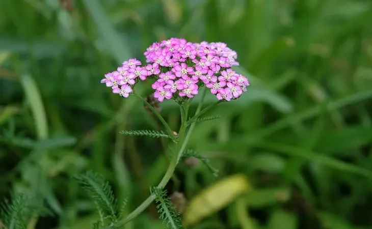 Деревій звичайний фіолетовий