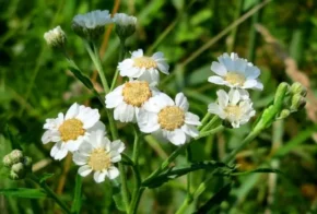 Деревій цілолистий (Achillea ptarmica)