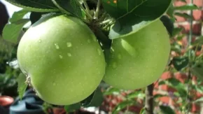 Яблука сорту Malus ballerina Яблука сорту Malus ballerina
