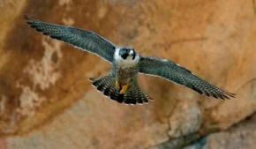 Сокіл-сапсан в польоті