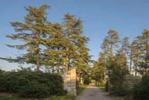 Кедри ліванські