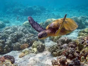 Зелена морська черепаха (Chelonia mydas)