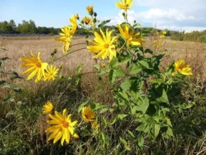 Соняшник бульбистий або топінамбур (Helianthus tuberosus)
