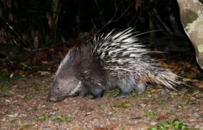 Дикобраз малайський (Hystrix brachyura)