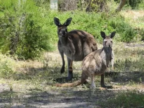 Західні сірі кенгуру (Macropus fuliginosus)