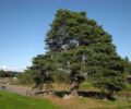Сосна звичайна (Pinus sylvestris)