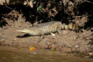 Крокодиловий кайман (Caiman crocodilus)