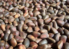 Насіння кедрової сосни сибірської