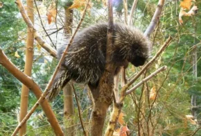 Канадський голкошерст (Erethizon dorsatum)