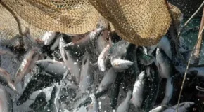 Уряд СРСР серйозно зайнявся питаннями видобутку риби