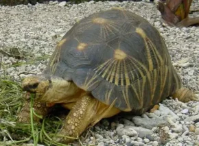 Панцир променистої черепахи (Astrochelys radiata)