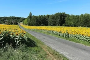 Соняшникові поля у Франції