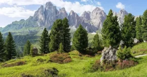 Сосна кедрова європейська (Pinus cembra)