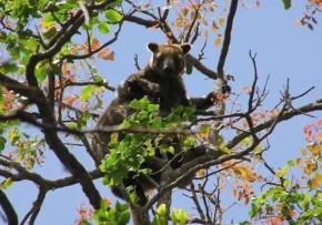 Деревний кенгуру (Dendrolagus)
