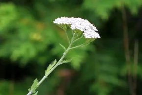 Деревій звичайний (Achillea millefolium)
