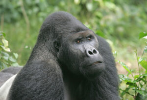 Східна рівнинна горила (Gorilla beringei graueri)