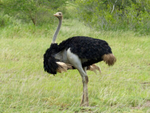 Африканський страус