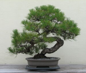Японська чорна сосна (Pinus thunbergii), вирощена у вигляді бонсай.