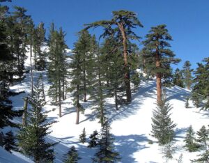 Сосна Ламберта (Pinus lambertiana)