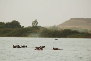 Бегемоти у річці Нігер