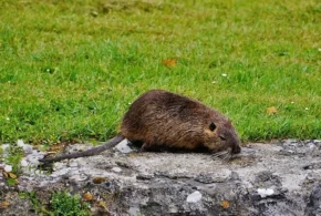 Ондатра в парку замку Шенонсо