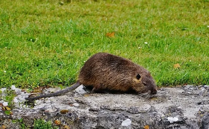 Ондатра в парку замку Шенонсо,